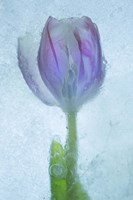 Flowers on Ice-3 Fine Art Print