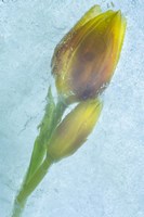 Flowers on Ice-4 Fine Art Print