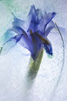 Flowers on Ice-6 Fine Art Print