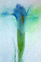 Flowers on Ice-7 Fine Art Print