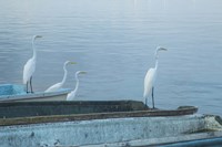 Garzas-2-2 Fine Art Print