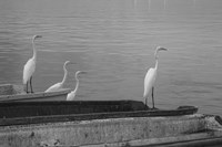 Garzas-2 Fine Art Print