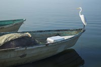 Garzas-5-2 Fine Art Print