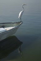 Garzas-6-2 Fine Art Print