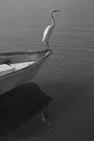 Garzas-6 Fine Art Print