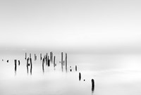 Four Gulls Fine Art Print