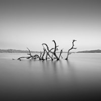 Dragon Fine Art Print