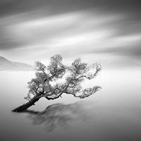 Water Tree VI Fine Art Print