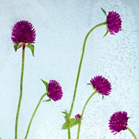 Flores Secas 36 Fine Art Print