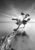 Water Tree V Fine Art Print