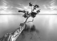 Water Tree XIII Fine Art Print