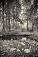 Specular Echoes Fine Art Print