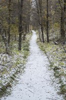 Snow Way 4 Fine Art Print