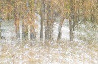 Motion Trees 3 Fine Art Print