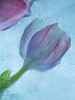 Flowers on Ice-2 Fine Art Print