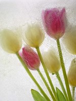 18" x 24" Tulips Pictures