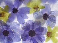 Flores Congeladas 631 Fine Art Print