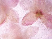 Flores Congeladas 641 Fine Art Print