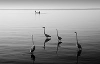 4 Heron and Boat Fine Art Print