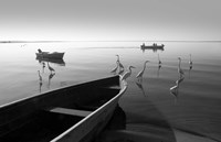 Herons and 3 Boats Fine Art Print