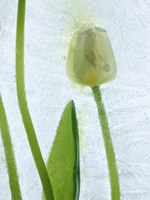 Flores Congeladas 572 Fine Art Print