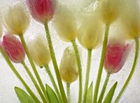 Flores Congeladas 610 Fine Art Print