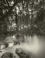 Song of the South Fine Art Print