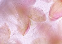 Flores Congeladas 639 Fine Art Print