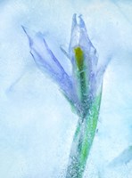 Flores Azules 56 Fine Art Print