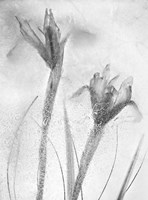 Flores Azules 57-2 Fine Art Print