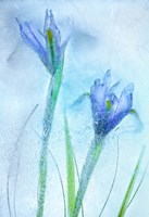 Flores Azules 57 Fine Art Print