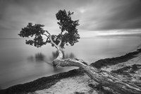 Water Tree 10 BW Fine Art Print