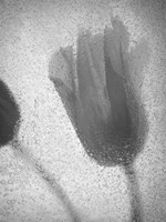 Tulipanes Amarillos 32 1 Fine Art Print