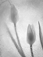 Tulipanes Blancos 32 BN-2 Fine Art Print
