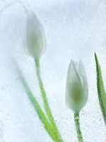 Tulipanes Blancos 32 BN Fine Art Print