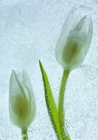 Tulipanes Blancos 33 by Moises Levy - various sizes