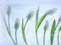 Tulipanes Blancos 29 Fine Art Print