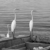 Garzas-3 Fine Art Print