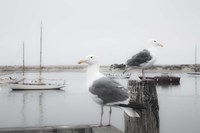 Two Seagulls & Boats Fine Art Print