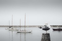 Four Boats & Seagull Fine Art Print