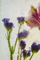 Flores en Hielo VIII Fine Art Print