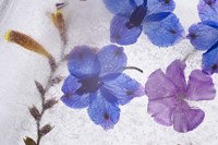 Flores en Hielo X Fine Art Print