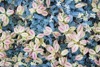 Flores Silvestres Fine Art Print