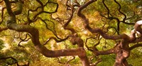 Japanese Maple 1 Fine Art Print
