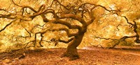 Japanese Maple 2 Fine Art Print