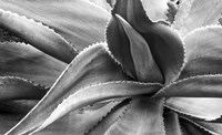 Agave Americana Fine Art Print