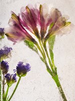 Flores en Hielo V Fine Art Print