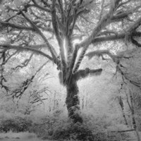 Lightning Tree II Fine Art Print