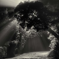 What We Say When We're Falling Fine Art Print