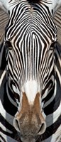 Grevey's Zebra, Samburu National Reserve, Kenya Fine Art Print
